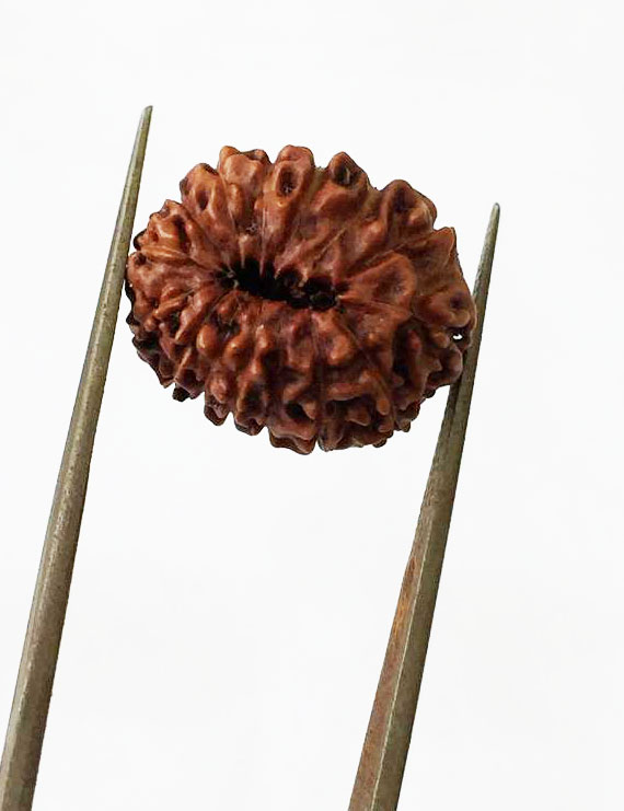 15 Mukhi Indonesian Rudraksha Premium Quality